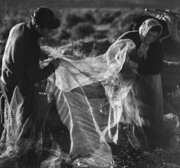 RECOLLINT OLIVES MATARRANYA (TEROL)
1972