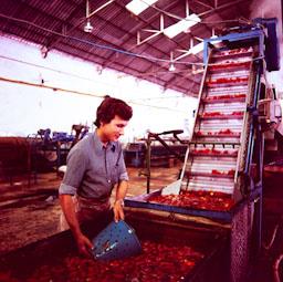 FABRICA DE CONSERVES DOLORES ANYS 70