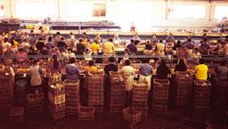 FABRICA DE CONSERVES DOLORES ANYS 70