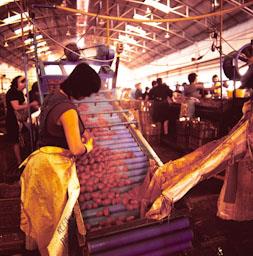 FABRICA DE CONSERVES DOLORES ANYS 70