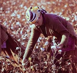 RECOLLINT COTO A CANTILLANA ANYS 70