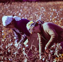 RECOLLINT COTO A CANTILLANA ANYS 70