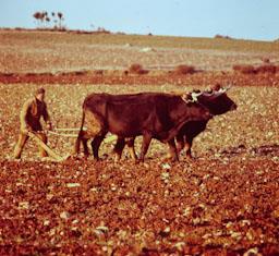 PAGES LLAURANT A LOSACIO