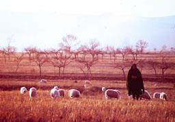 PASTORA A FERRERAS DE ARRIBA ANYS 70