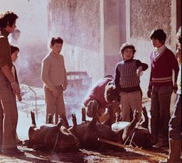 ALCAÑICES ANYS 70 MATANÇA DEL PORC