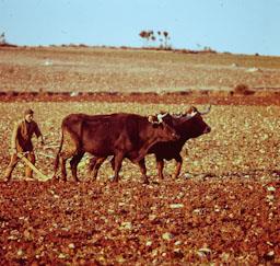 PAGES LLAURANT A LOSACIO