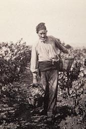 VEREMA ANY 1900 
INSTITUT CATALÀ DE SANT ISIDRE