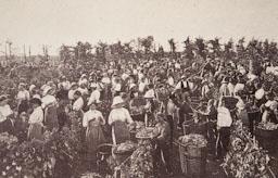 VEREMA ANY 1900 
INSTITUT CATALÀ DE SANT ISIDRE