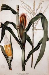 -FLORA DE FILIPINAS-
FOMENT DEL TREBALL NACIONAL