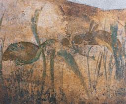 SOCOL ROMA PINTAT AU I LLEBRE HABITACIO 7 CASA 2A EMPURIES 
MUSEU D´EMPURIES