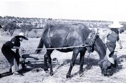 TRILLADORA CERVERA 1947 
M A I T P