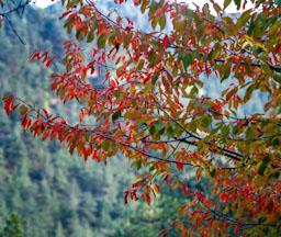ARBRES A LA TARDOR CERDANYA
