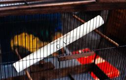 ESTUDI DE BENET ROSSELL