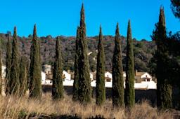 CARTOIXA DE MONTALEGRE S XV TIANA