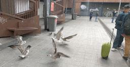 MERCAT DE LA BOQUERIA GAVINES 2023 S XXI