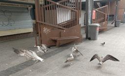 MERCAT DE LA BOQUERIA GAVINES 2023 S XXI
