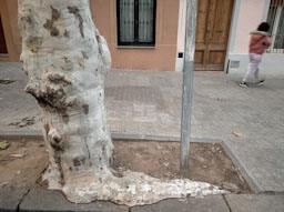PLATANER CARRER ISERN MATARO