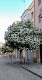 CARRER JOSEP CASTELLÀ MATARO