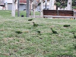 PLAÇA ANDALUCIA MATARO COTORRES