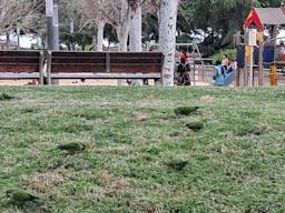 PLAÇA ANDALUCIA MATARO COTORRES