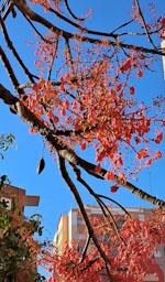 ARBRES FLORIT A RONDA O´DONELL