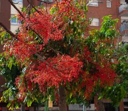 ARBRE DE FOC RONDA O´ONNELL 
MATARO