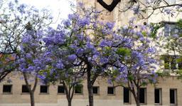 ARBRE BLAU FLORIT PLAÇA TOMAS Y VALIENTE (PLAÇA DELS JUTJATS) MATARO