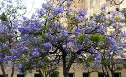 ARBRE BLAU FLORIT PLAÇA TOMAS Y VALIENTE (PLAÇA DELS JUTJATS) MATARO