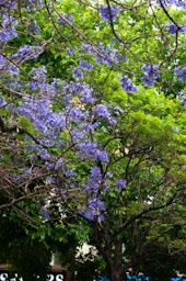 ARBRE BLAU FLORIT PLAÇA TOMAS Y VALIENTE (PLAÇA DELS JUTJATS) MATARO