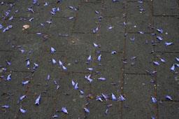 ARBRE BLAU FLORIT PLAÇA TOMAS Y VALIENTE (PLAÇA DELS JUTJATS) MATARO