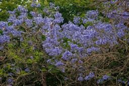 ARBRE BLAU FLORIT PLAÇA TOMAS Y VALIENTE (PLAÇA DELS JUTJATS) MATARO