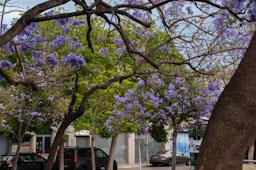 ARBRE BLAU FLORIT PLAÇA TOMAS Y VALIENTE (PLAÇA DELS JUTJATS) MATARO