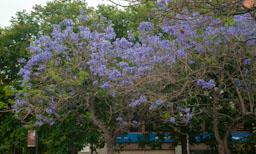 ARBRE BLAU FLORIT PLAÇA TOMAS Y VALIENTE (PLAÇA DELS JUTJATS) MATARO