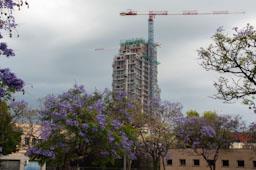 ARBRE BLAU FLORIT PLAÇA TOMAS Y VALIENTE (PLAÇA DELS JUTJATS) 
TORRE BARCELÓ