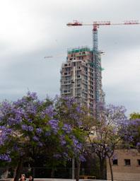 ARBRE BLAU FLORIT PLAÇA TOMAS Y VALIENTE (PLAÇA DELS JUTJATS) 
TORRE BARCELÓ