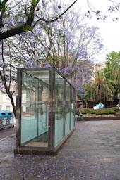 ARBRE BLAU FLORIT 
PASSEIG DEL DESVIAMENT MATARO