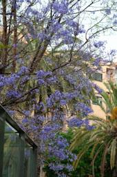 ARBRE BLAU FLORIT 
PASSEIG DEL DESVIAMENT MATARO