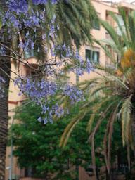 ARBRE BLAU FLORIT 
PASSEIG DEL DESVIAMENT MATARO