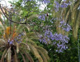 ARBRE BLAU FLORIT 
PASSEIG DEL DESVIAMENT MATARO
