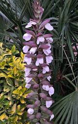 FLOR D´ACANT MATARO