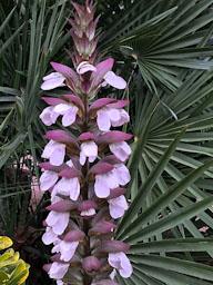 FLOR D´ACANT MATARO