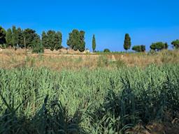 RIERA DE SANT SIMÓ MATARO
