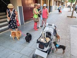 AVINGUDA RECODER MATARO 
CONCENTRACIÓ DE GOSSOS