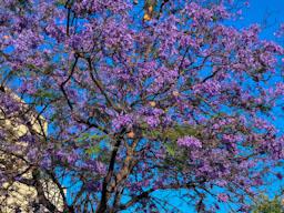 ARBRES BLAUS PLAÇA DELS JUTJATS