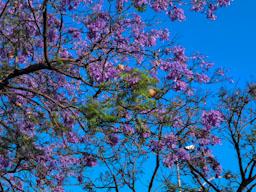 ARBRES BLAUS PLAÇA DELS JUTJATS