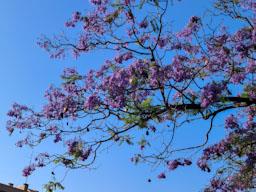 ARBRES BLAUS PLAÇA DELS JUTJATS