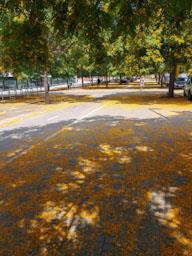 FLORS GROGUES ZONA LAIA L´ARQUERA