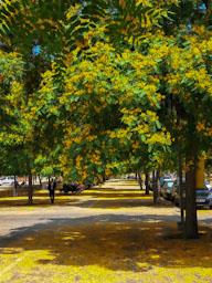 FLORS GROGUES ZONA LAIA L´ARQUERA