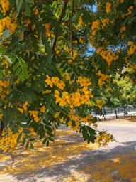 FLORS GROGUES ZONA LAIA L´ARQUERA