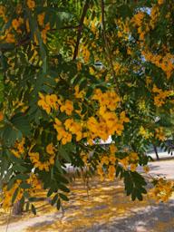 FLORS GROGUES ZONA LAIA L´ARQUERA